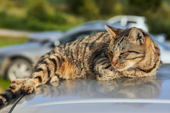 How to Train Your Cat to Like Car Rides